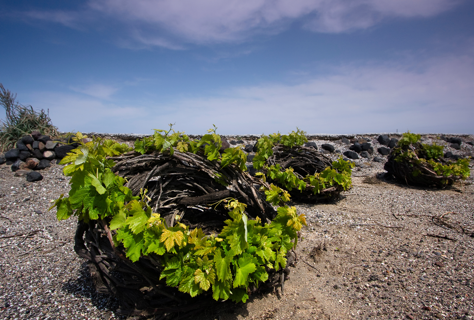 Awesome Assyrtiko: 7 reasons to love this great Greek grape