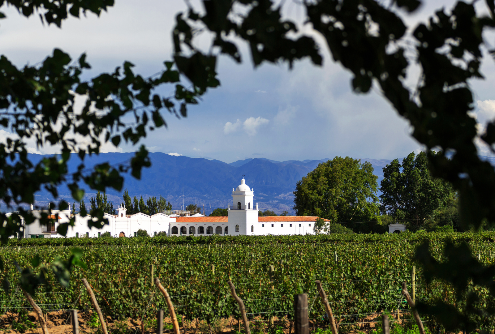 The wines of South America (Total Wine class review)