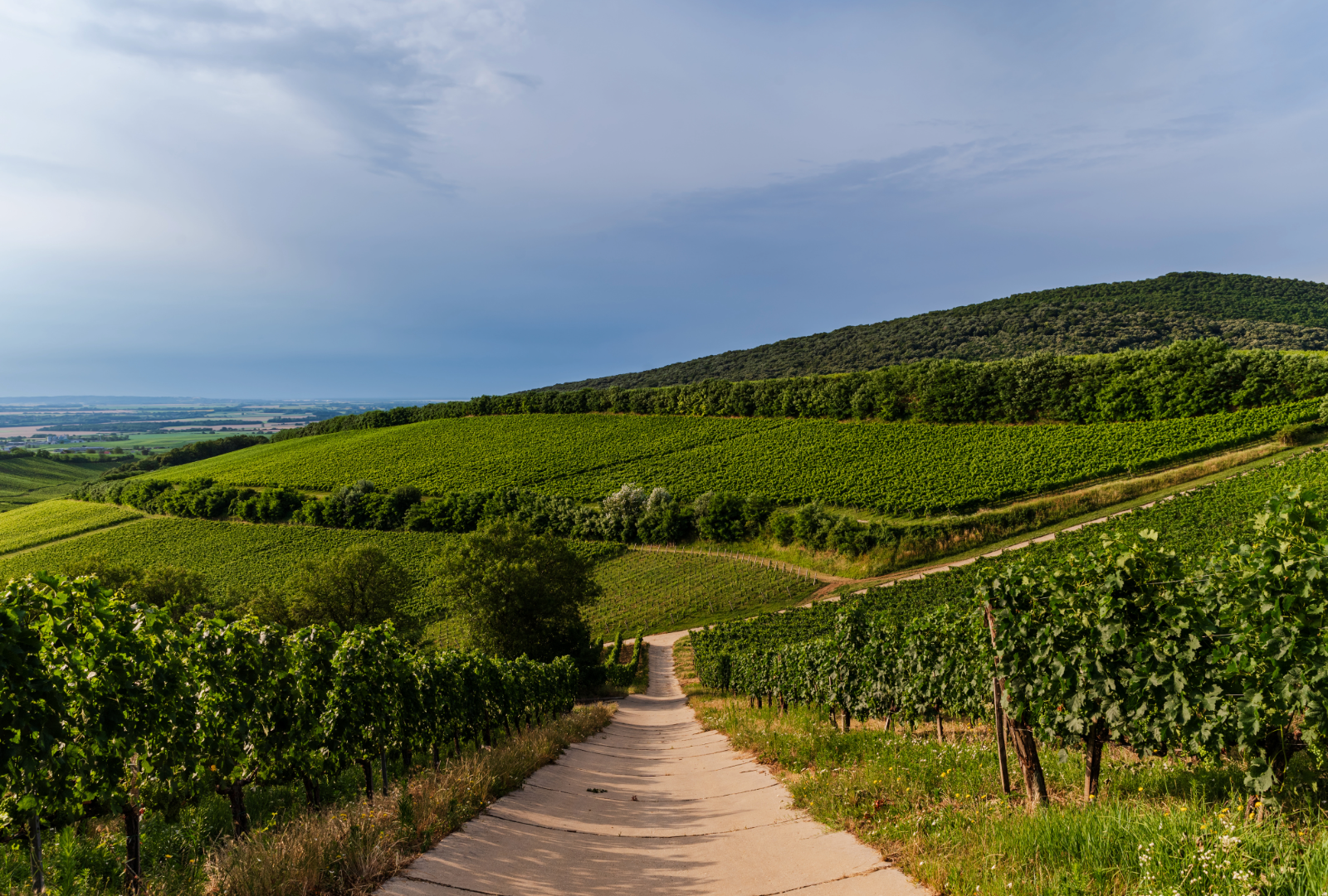 Celebrating Wines of Hungary with Günzer Estate Winery