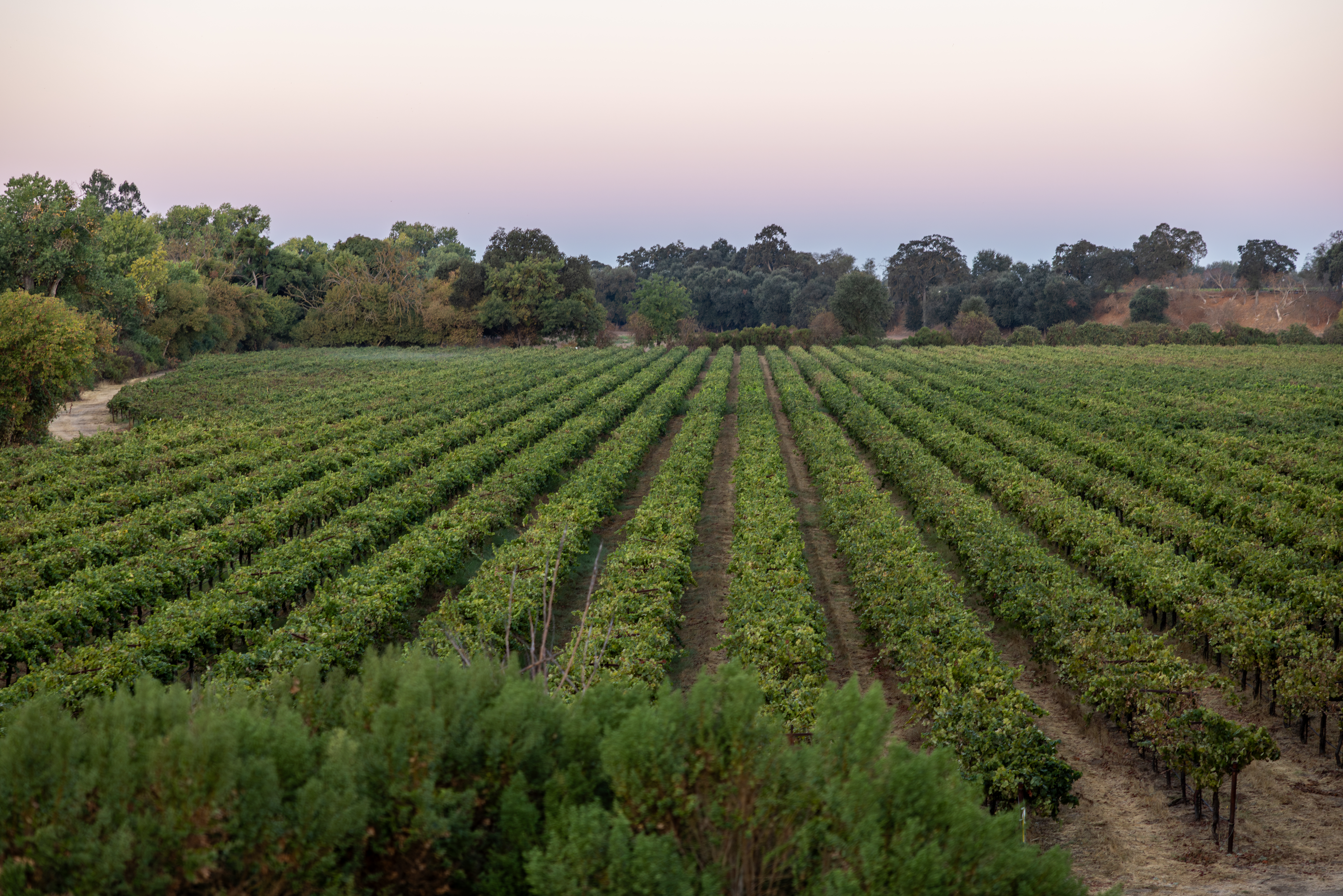 Can regenerative wine scale? Ridgely Evers on AVIVO, Lodi, and the business of deliciousness